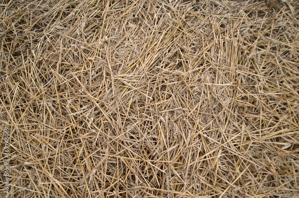 Hay after mowing texture