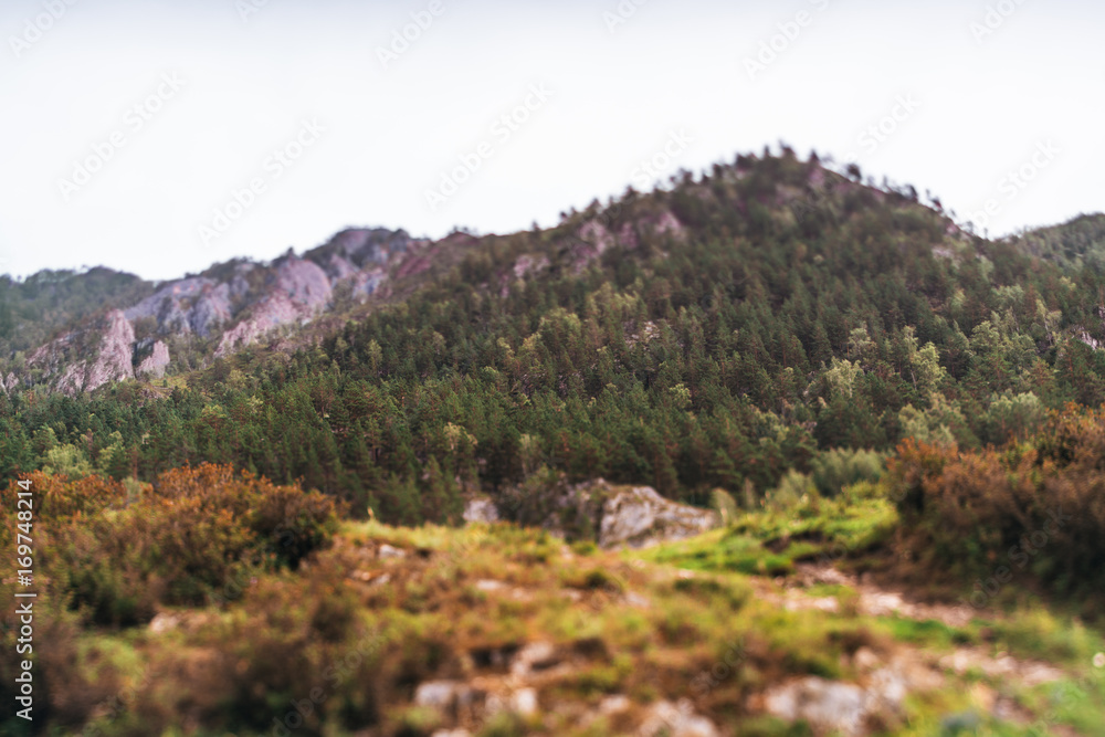 True tilt-shift shooting of overgrown with pine trees mountain slope on autumn day with ridge on defocused background, Altai mountains near Kuyus district, Russia True tilt-shift shooting of overgrown with pine trees mountain slope on autumn day with ridge on defocused background, Altai mountains near Kuyus district, Russia