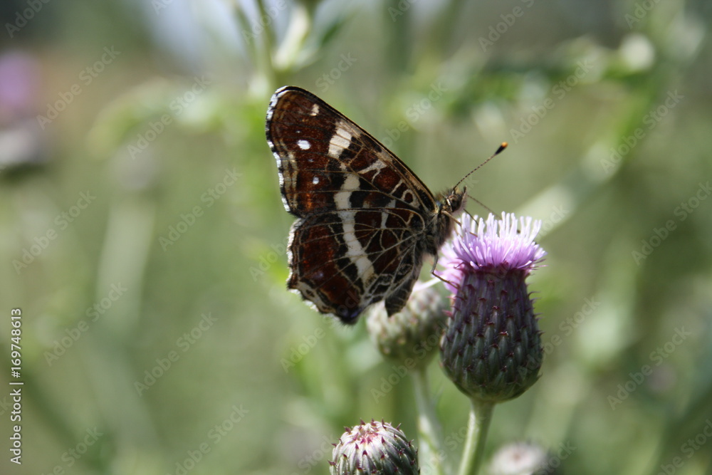 Obraz premium Landkärtchen