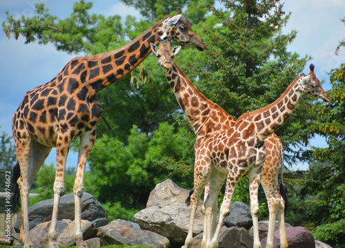 The giraffe (Giraffa camelopardalis) is an African even-toed ungulate mammal, the tallest of all extant land-living animal species, and the largest ruminant.