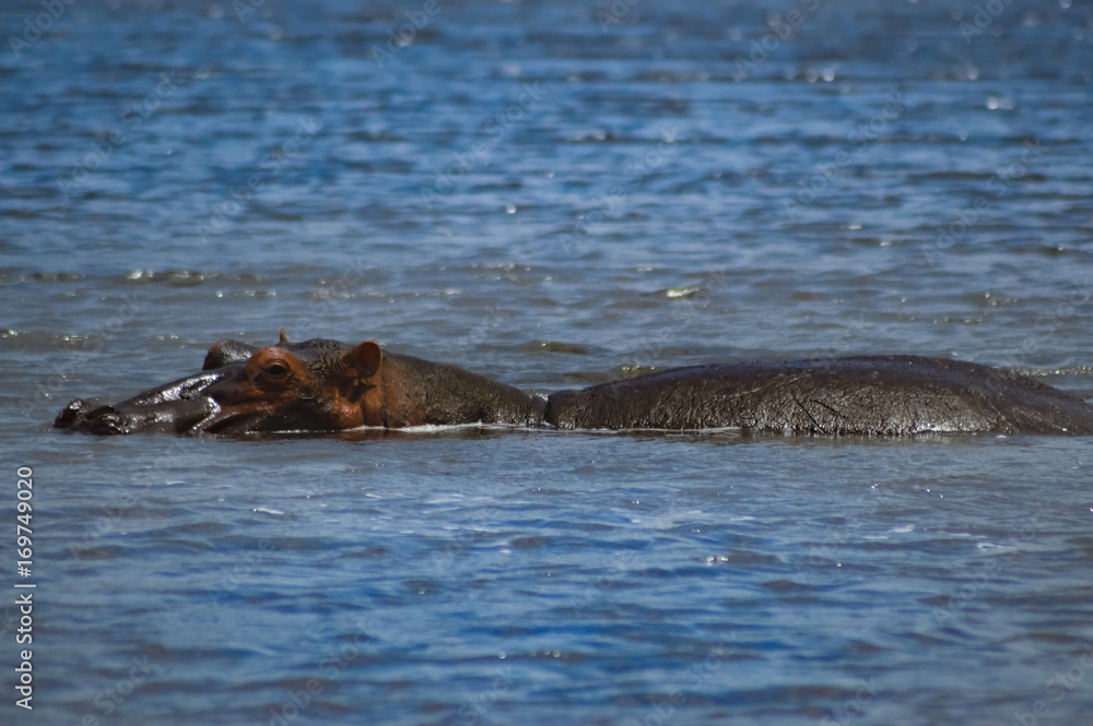 Obraz premium Hippopotamus dipping in a water body