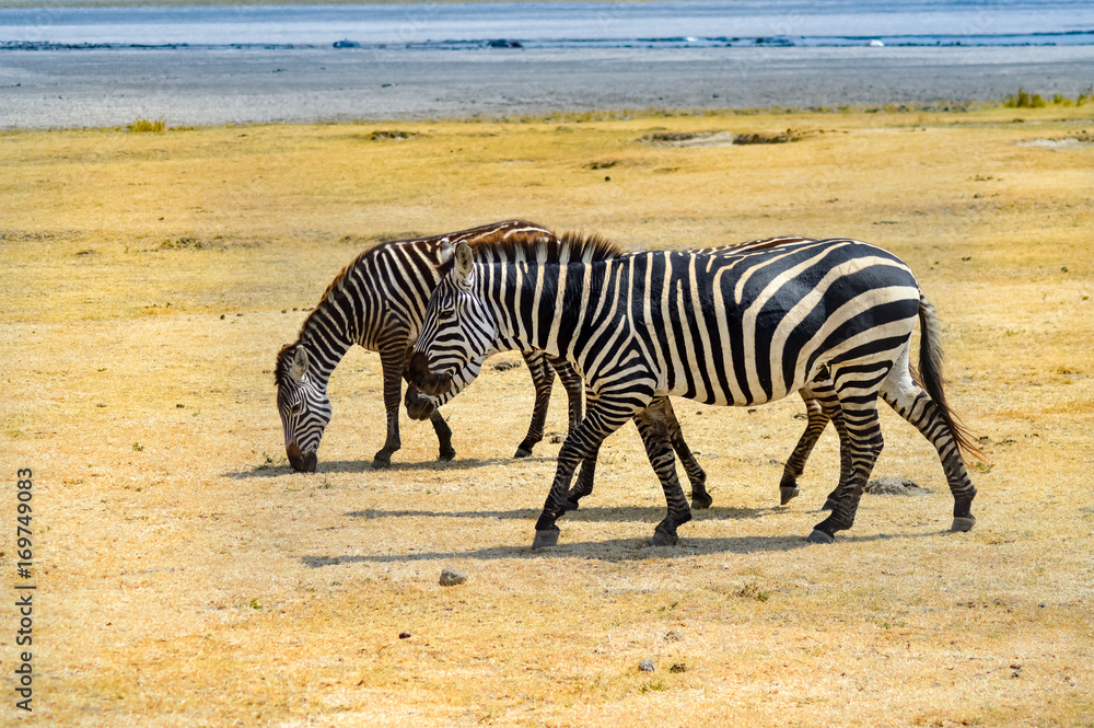 Three zebras grazing in the ngorongoro Three zebras grazing in the ngorongoro