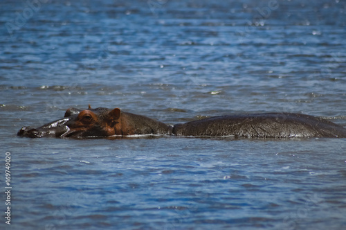 Hippopotamus dipping in a water body