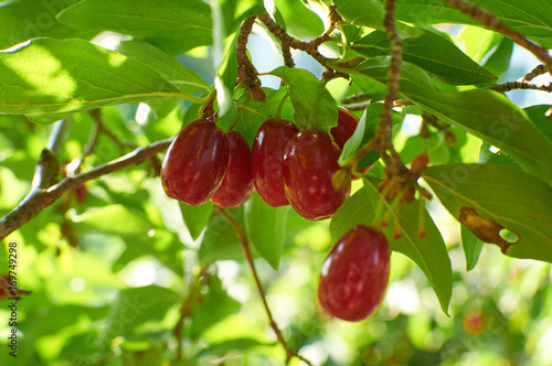  ripe red cornelian cherries called also cornel or dogwood on the branch photo