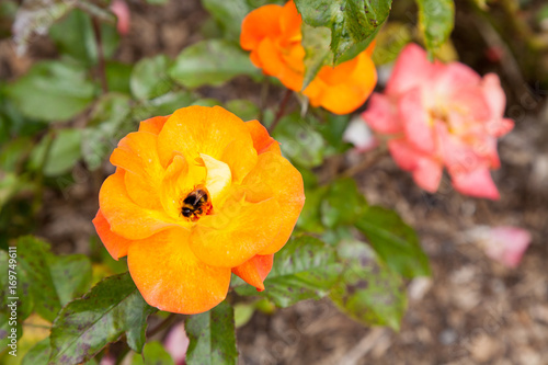 Rose Avocet on a blurry background