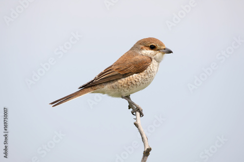 Close up detailed portrait of female red backed shrike on the sky background.
