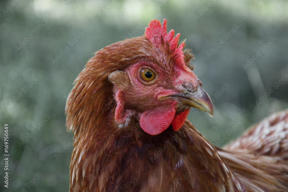 Hens feed on the traditional rural barnyard at sunny day. Detail of hen head. Chickens sitting in henhouse. Close up of chicken standing on barn yard with the chicken coop. Free range poultry farming