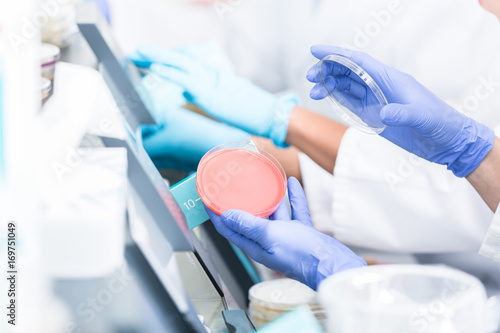 laboratory technicians analyzing bacteria cultures in petri plates