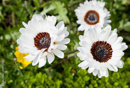 White daisy flowers on a blurry background