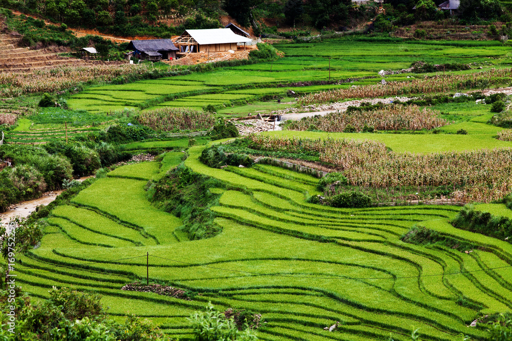 green paddy fields around Ma Tra village in the summer, Sa Pa, Vietnam