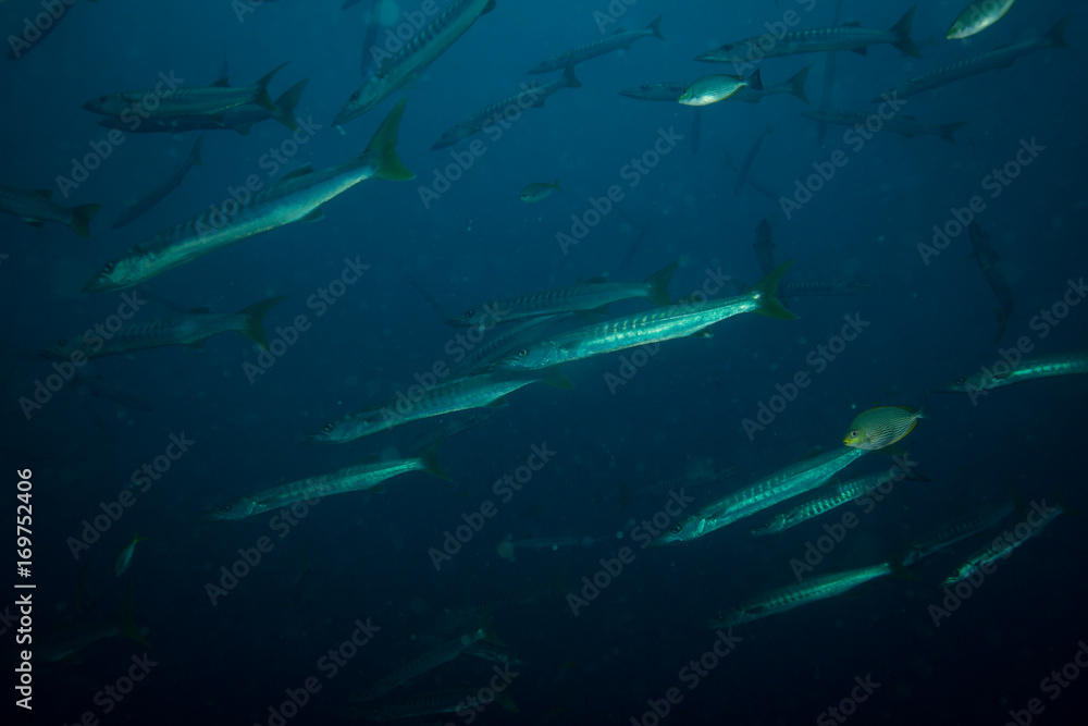 Naklejka premium Barracudas