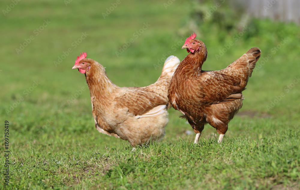 Fototapeta premium Brown hen. chicken farm. Homemade poultry. Rustic look.
