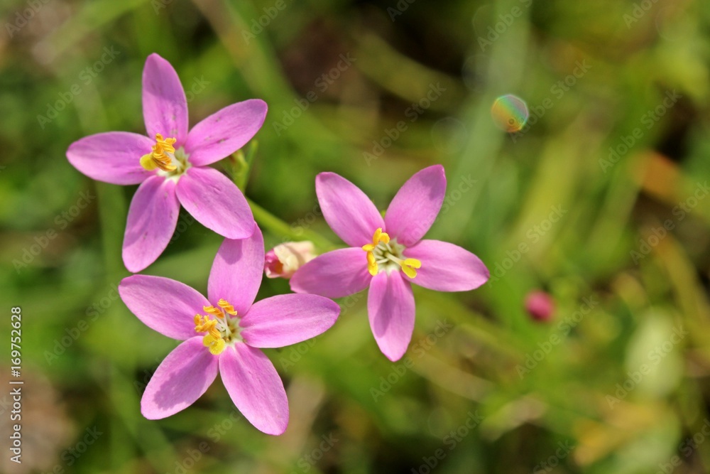Echtes Tausendgüldenkraut (Centaurium erythraea)
Echtes Tausendgüldenkraut (Centaurium erythraea)