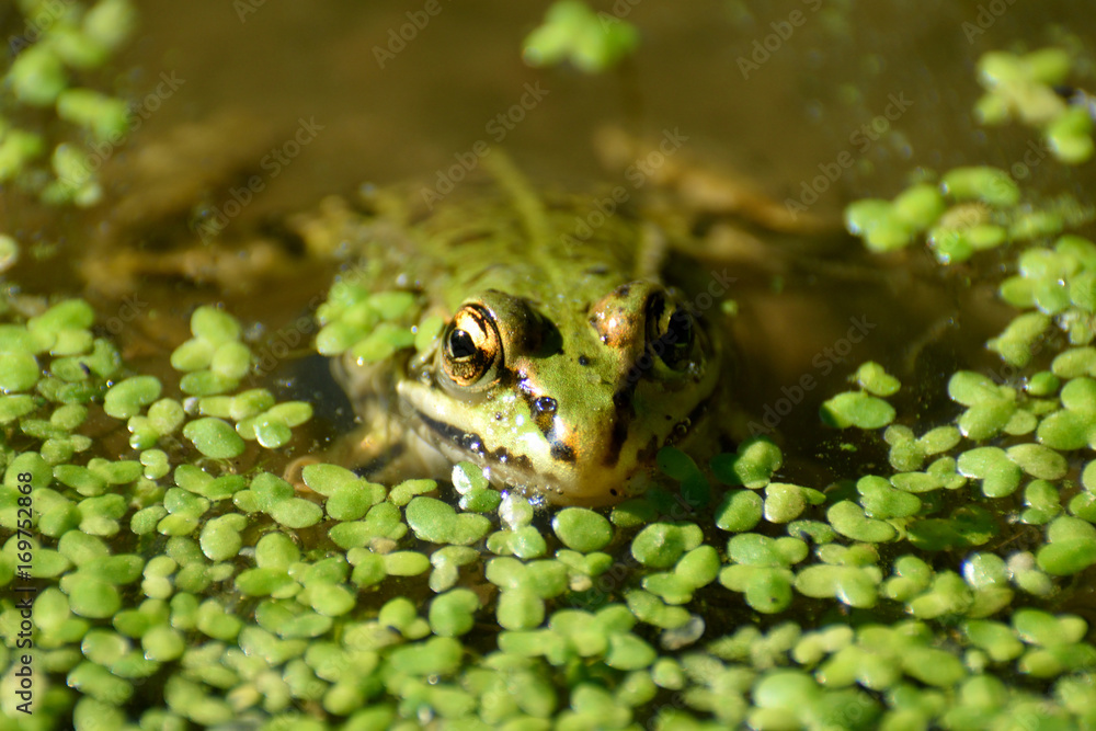 Obraz premium Grenouille eau