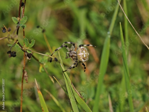 Gartenkreuzspinne (Araneus diadematus) beim Netzbau