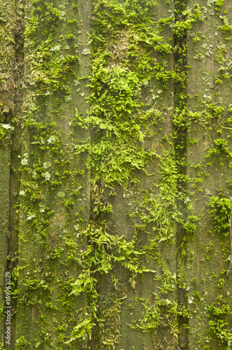 wood with moss © Konstantin