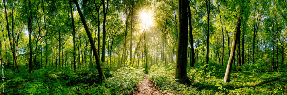 Naklejka premium Ścieżka w lesie oświetlona złotymi promieniami słońca