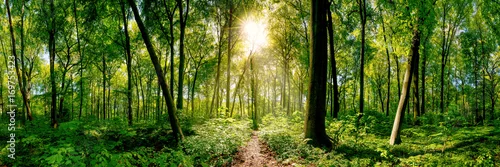 Obraz ścieżka w lesie oświetlone przez złote promienie słońca