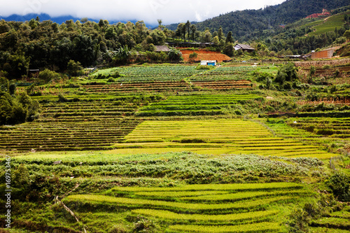 green paddy fields around Ma Tra village in the summer, Sa Pa, Vietnam photo