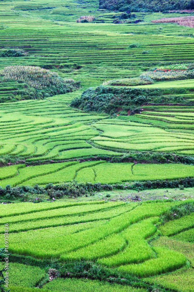 beautiful green terraced paddy fields in Sa Pa, Vietnam