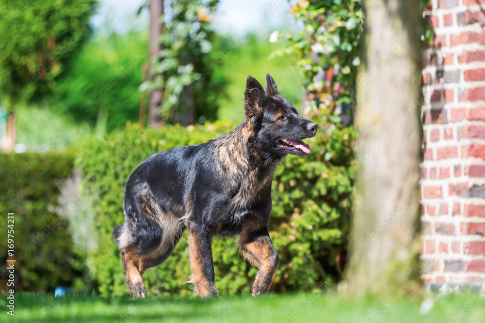 Old German Shepherd dog walks in the garden