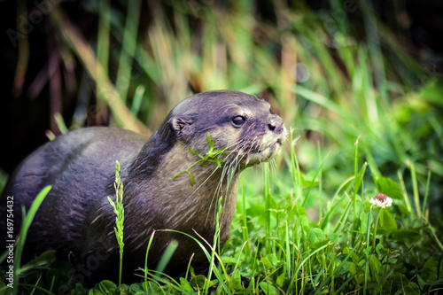 Otter closeup