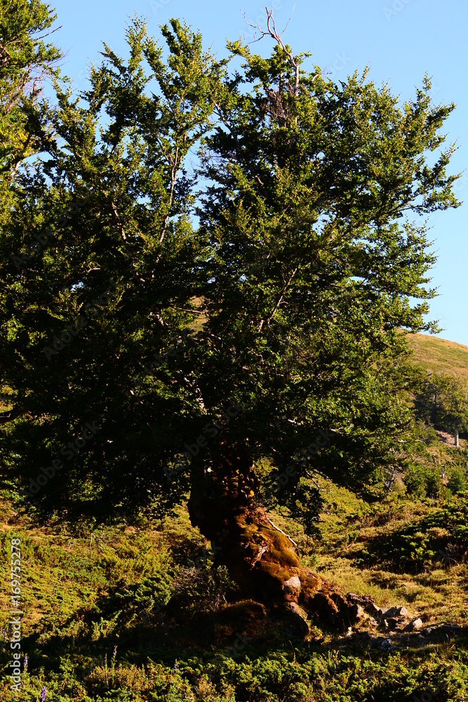Fototapeta premium Flore de corse