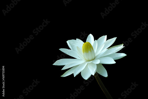 Fototapeta Naklejka Na Ścianę i Meble -  water lily flower isolated on black background