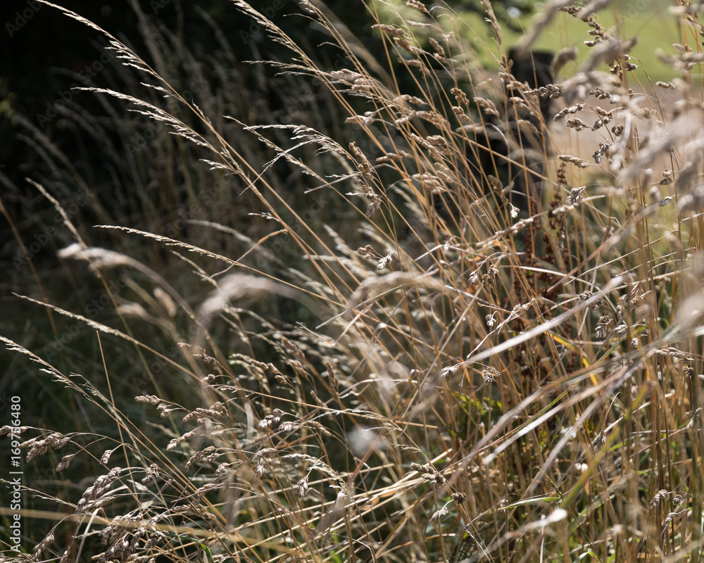 wild straw blowing in the wind wild straw blowing in the wind