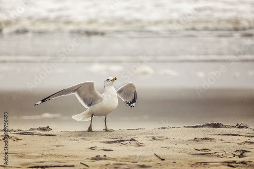 Seagull spreading wings on the beach