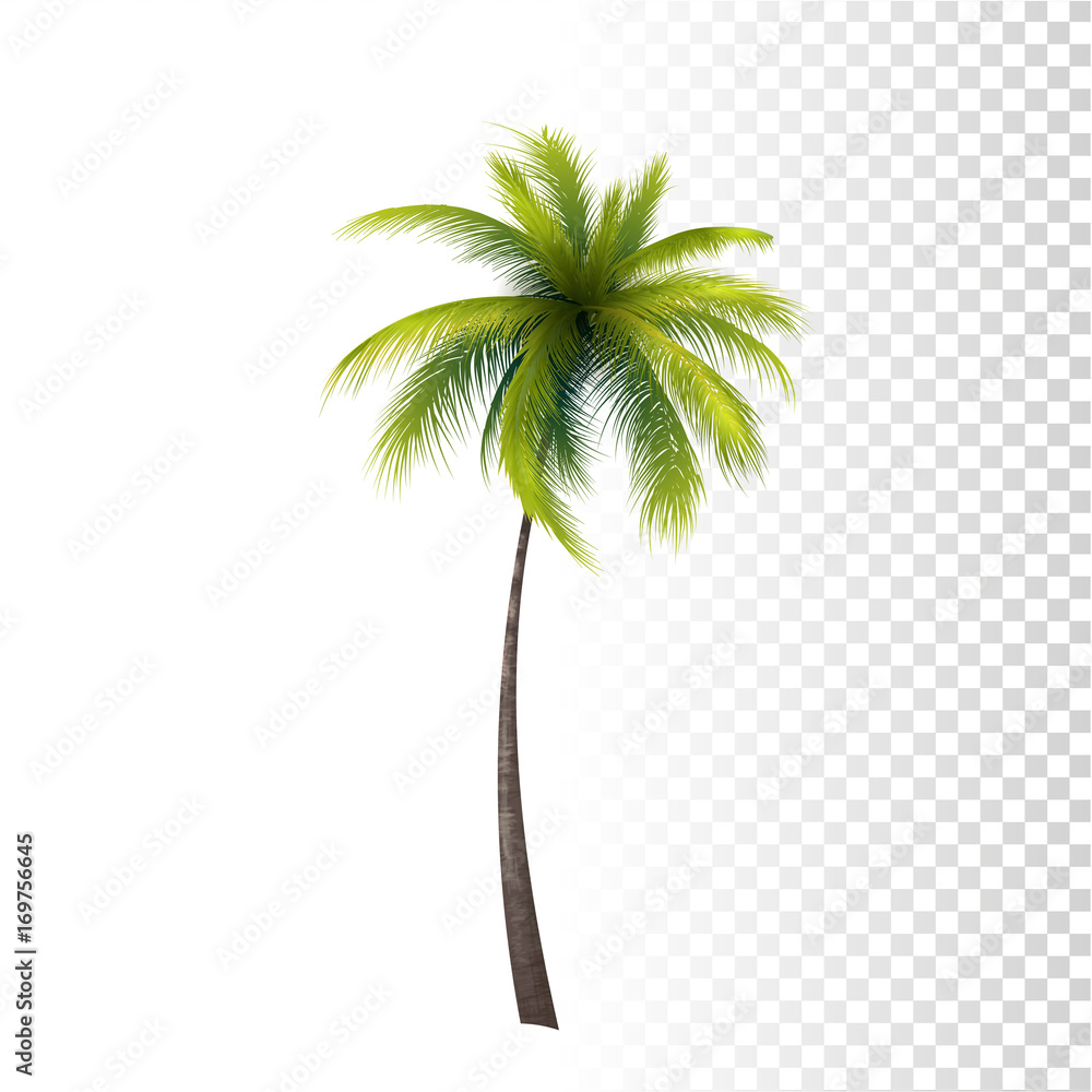 Obraz premium Green Classic Palm