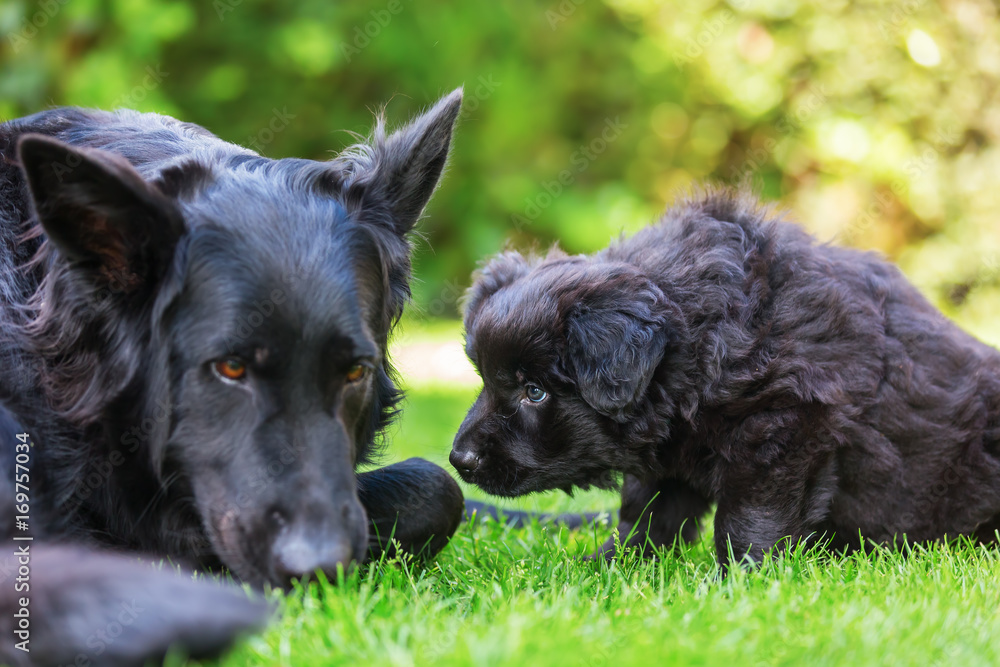 Fototapeta premium Old German Shepherd mother and child dogs