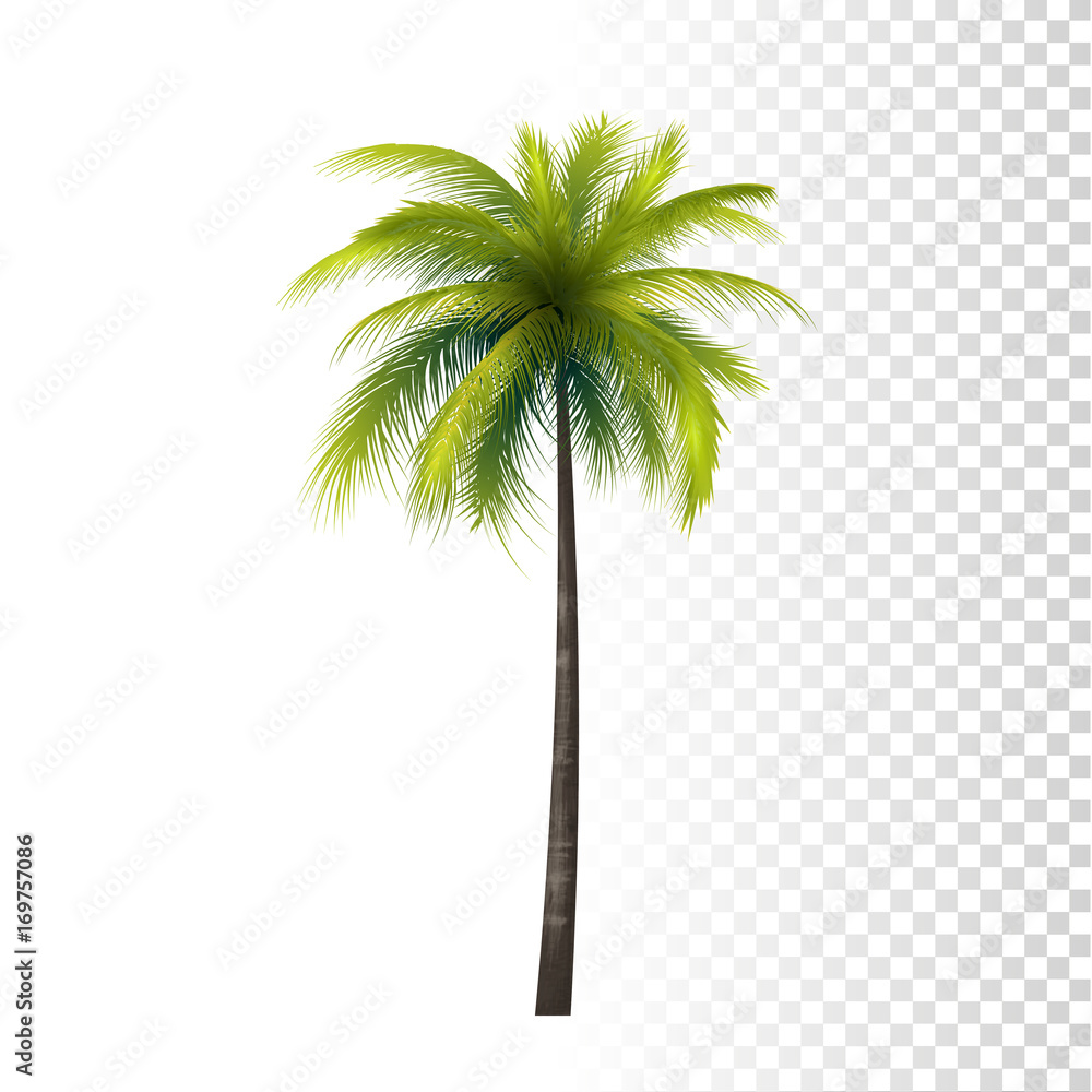 Fototapeta premium Coconut Palm Tree