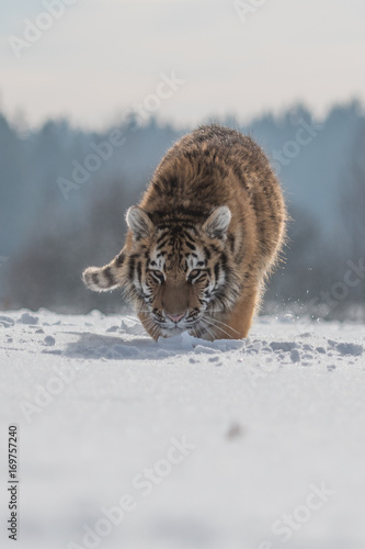 Siberian tiger from front view, runing to hunt down prey i n winter on snow. (Panthera tigris)