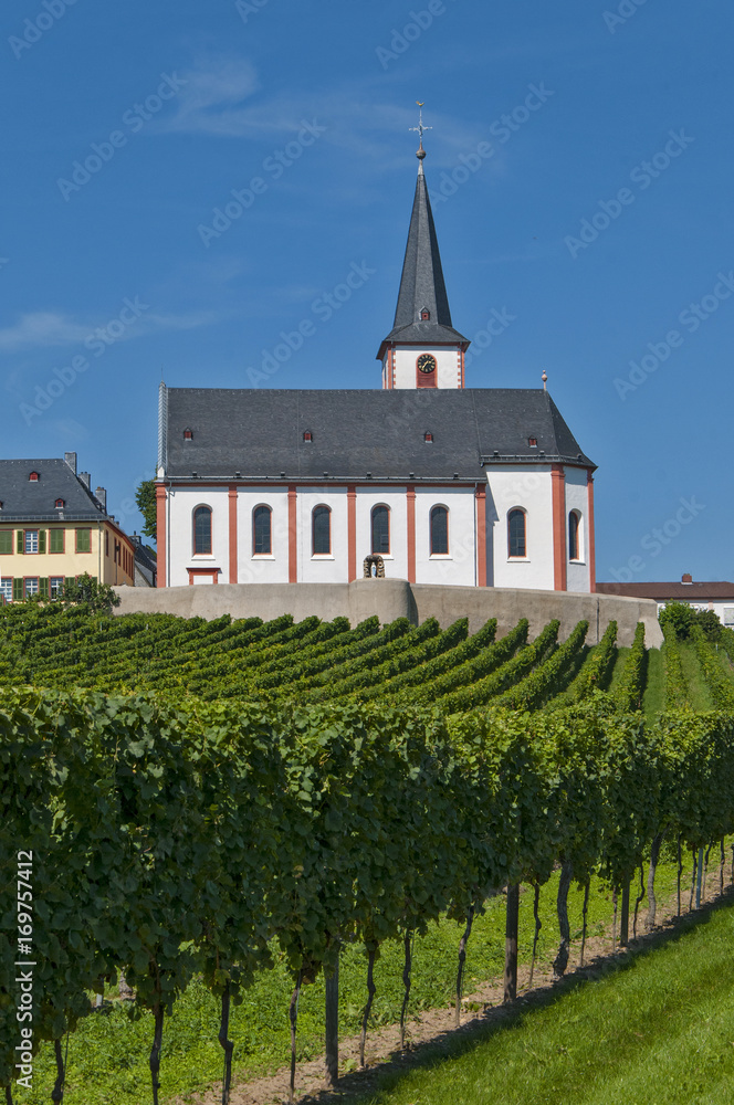 vine yard hochheim am Main, germany