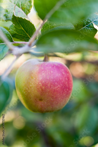 Single ripe apple growing in an apple tree photo