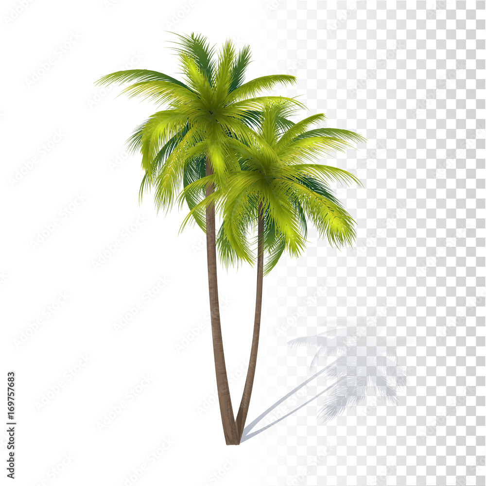 Obraz premium Green Coconut Palm