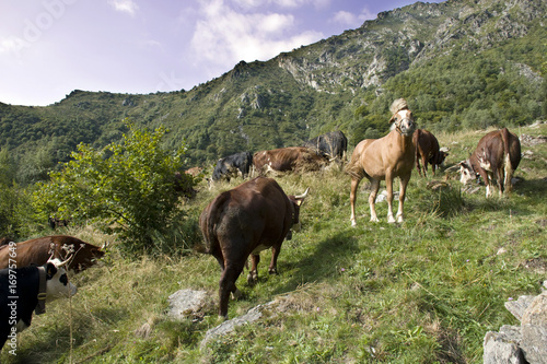 Wallpaper Mural Il cavallo al pascolo tra le mucche. Torontodigital.ca
