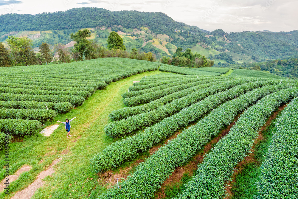 Tourist women amidst the beautiful natural scenery of green tea plantation in the mountains on Doi Mae Salong in Chiang Rai is a famous tourist destination in northern Thailand