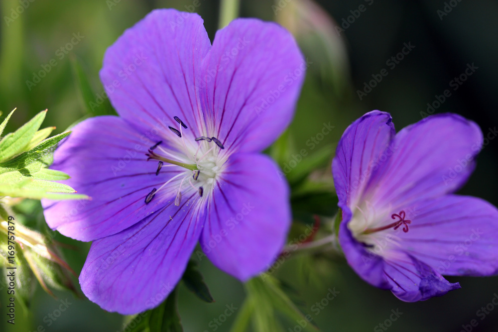 Johnson's Blue Geranium Johnson's Blue Geranium