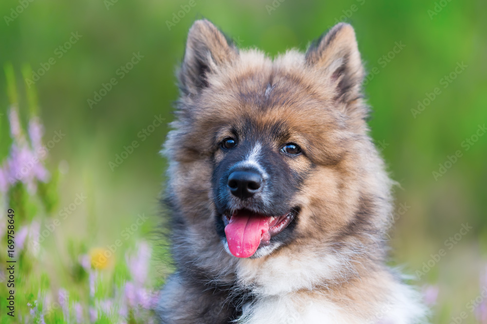 portrait of a cute elo puppy