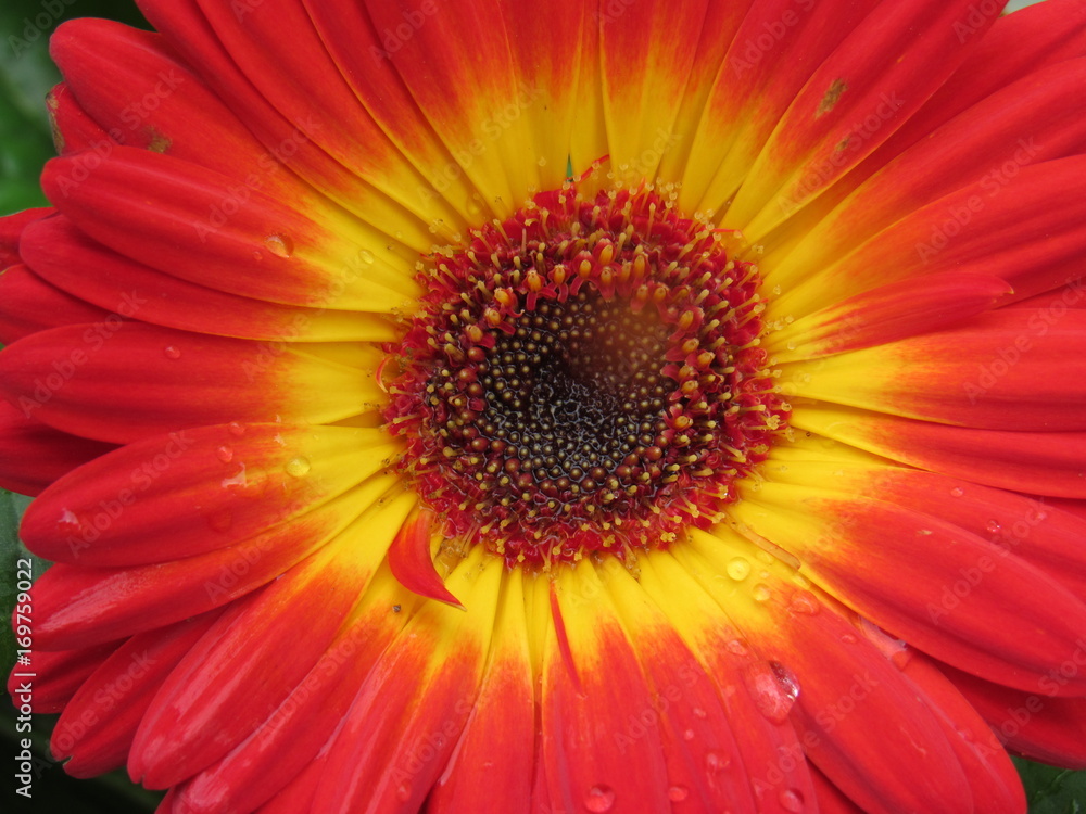 gerbera gerbera