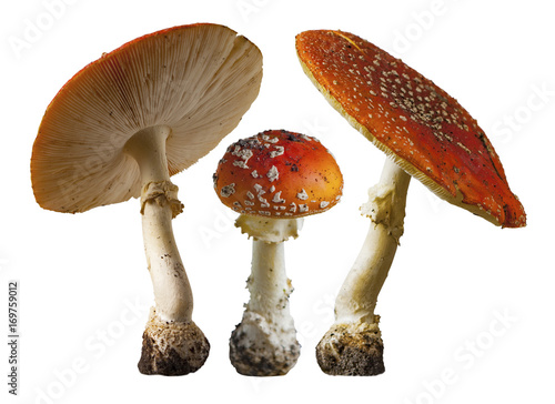 fly agaric on white background