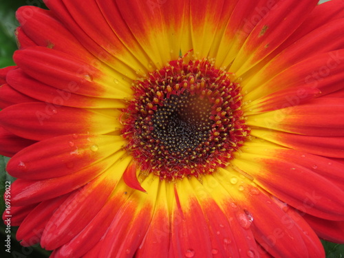 gerbera