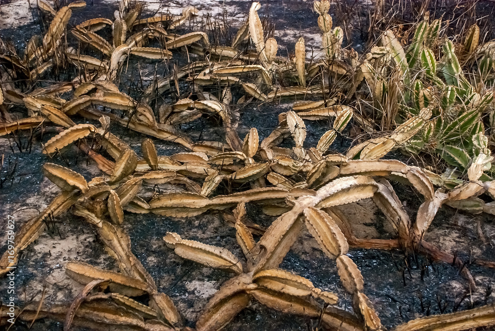 Incêndio no Brejo Herbáceo do PEPCV (Paisagem) | Fire in the PEPCV Herbaceous Mouth fotografado em Guarapari, Espírito Santo -  Sudeste do Brasil. Bioma Mata Atlântica.