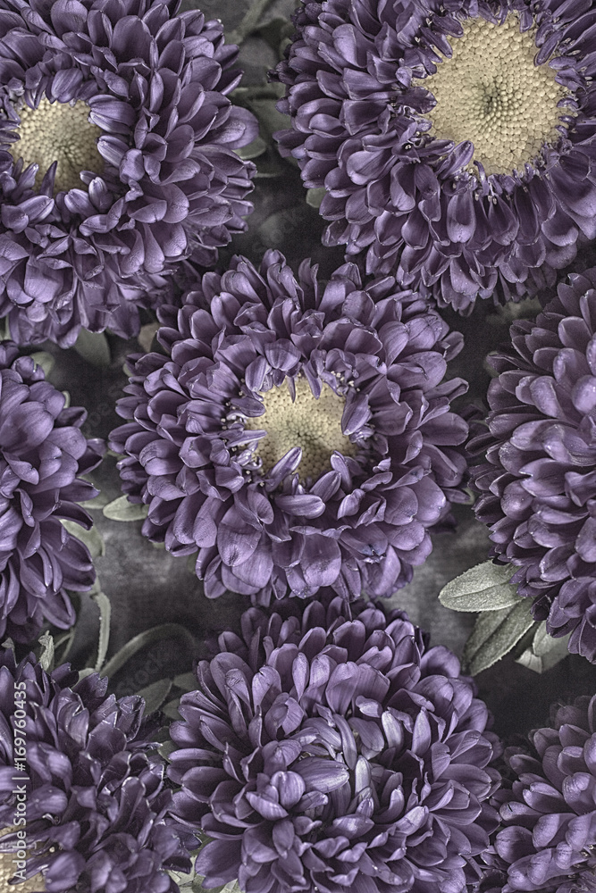 Purple Aster Flowers on a bed of banana chips as a background