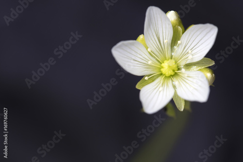 Small white flower of the Venus Flytrap plant