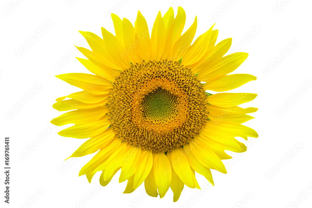 Sunflower isolated on white background with clipping path by Macro lens . Sunflower isolated on white background with clipping path by Macro lens .