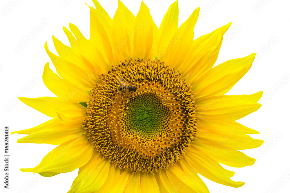 Fototapeta premium Sunflower isolated on white background with clipping path by Macro lens .