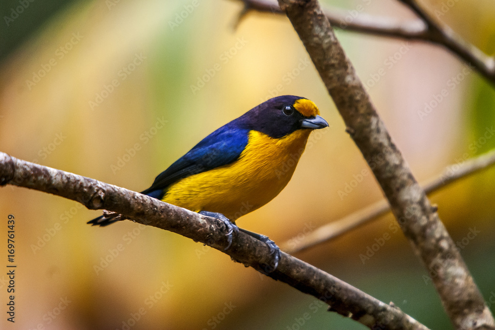 Fototapeta premium Gaturamo-verdadeiro (Euphonia violacea) | Violaceous Euphonia fotografado em Conceição da Barra, Espírito Santo - Sudeste do Brasil. Bioma Mata Atlântica.
